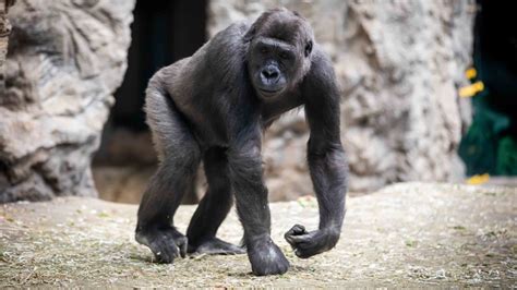 gorilla st louis zoo|Gorilla update: get the inside scoop on how our new .